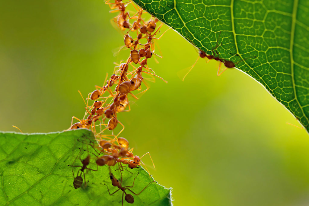 Multi-cellular organisms that need to consume other organisms to survive and typically move to obtain that food.  Includes sponges, beetles, and humans.