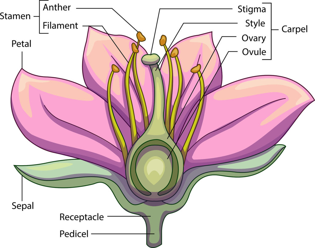flower pollen diagram