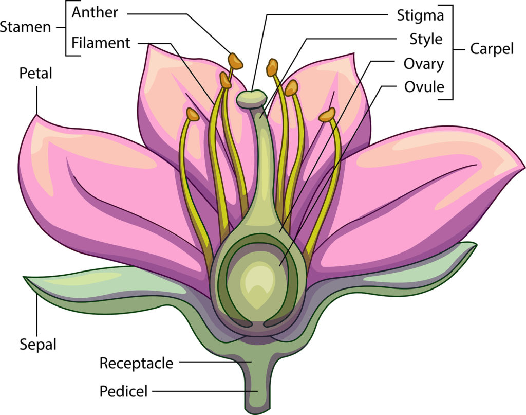 Parts and Pollen 