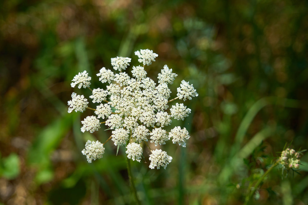 Poison Hemlock