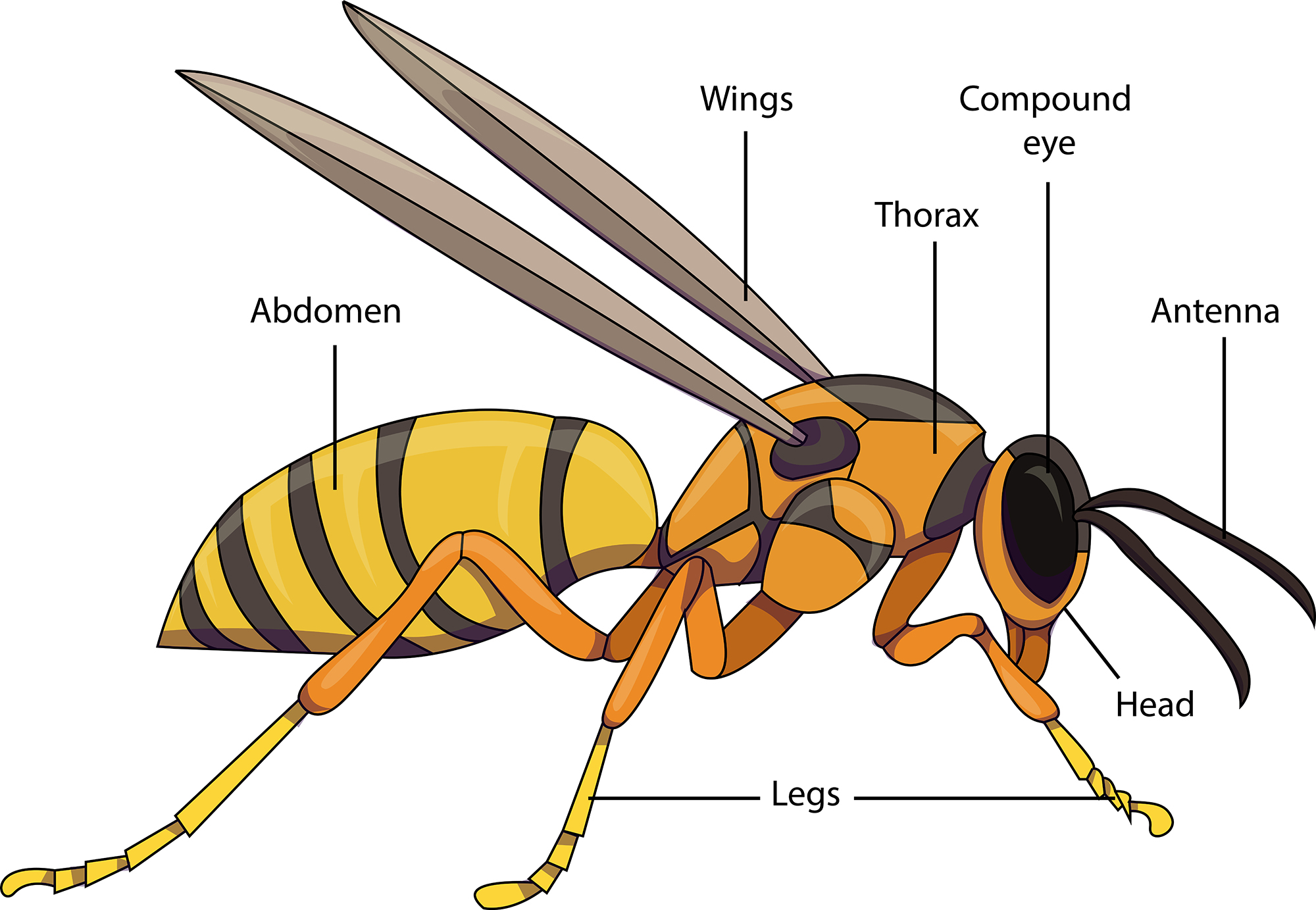 Body Parts Of Insects And Their Functions Ppt