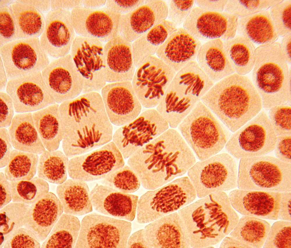 Микропрепараты клеток животных