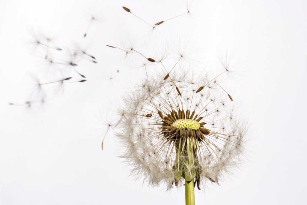 Thin fruit wall with a single seed that attaches to the ovary wall at a single point. Examples: buckwheat, dandelion