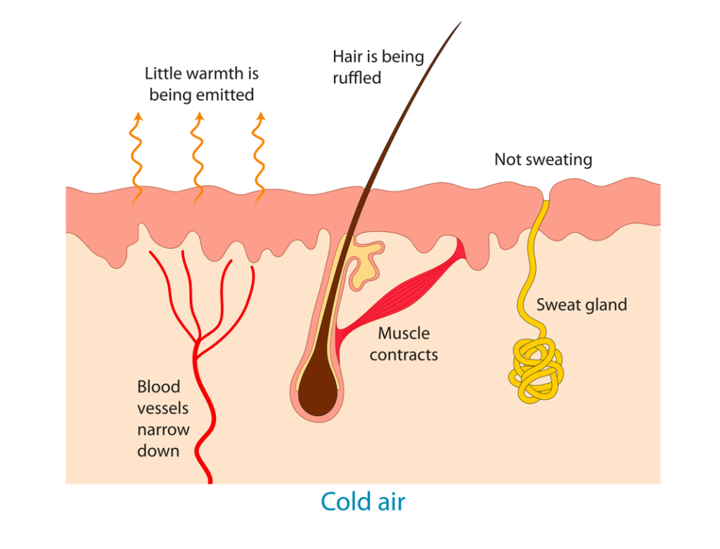 From your lab activity, what occurs in the skin that will lead to an increase in heat retention and a decrease in heat loss?