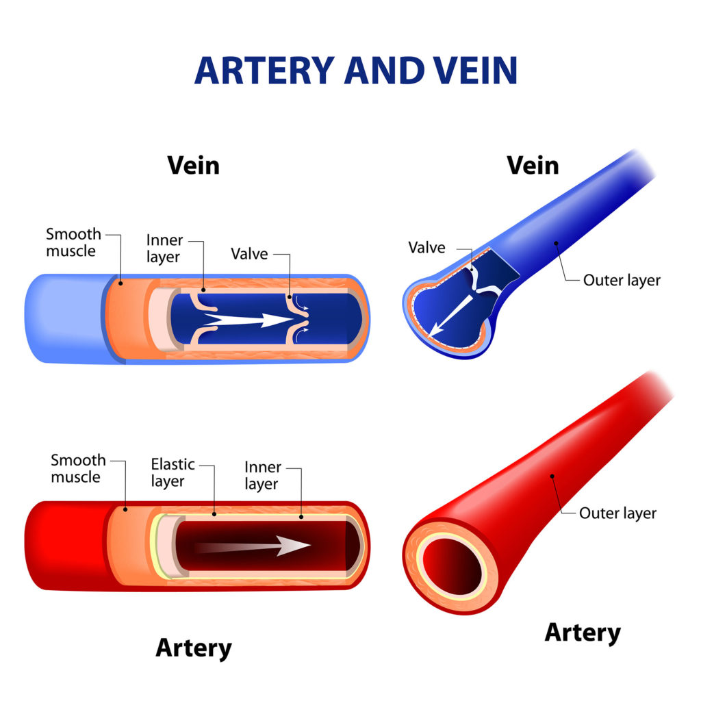 Diagram Of Arteries B Arteries Veins And Capillar Vrogue Co