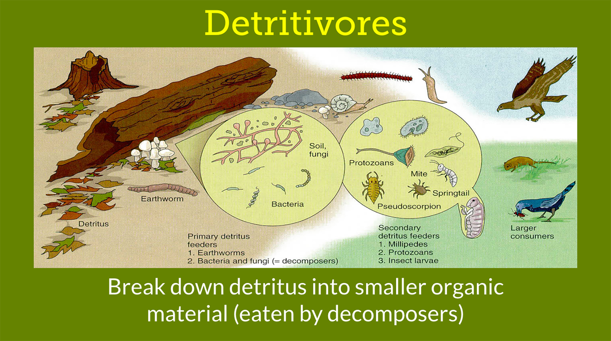 2a3 Invertebrates Nature Journals