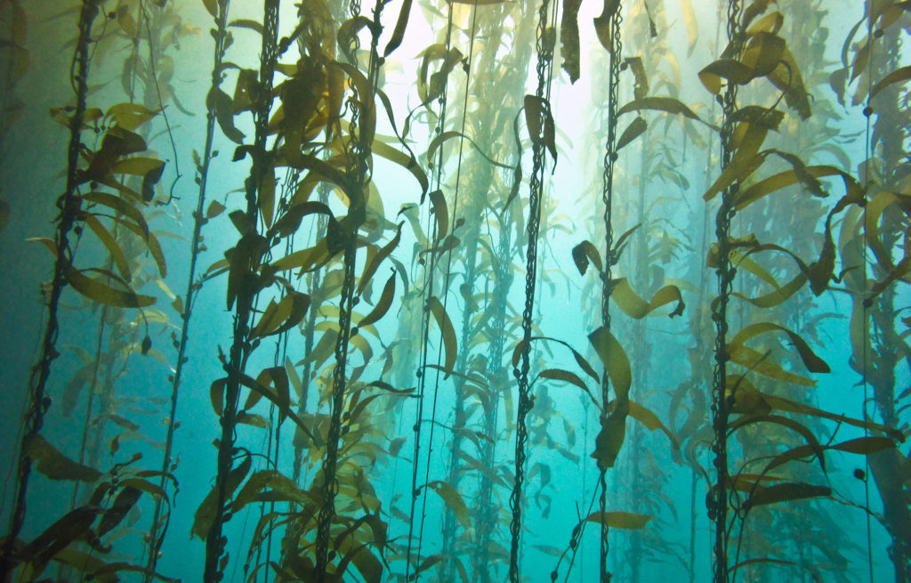 marine biome kelp