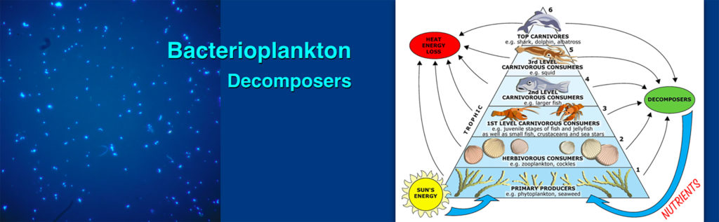 marine biome decomposers