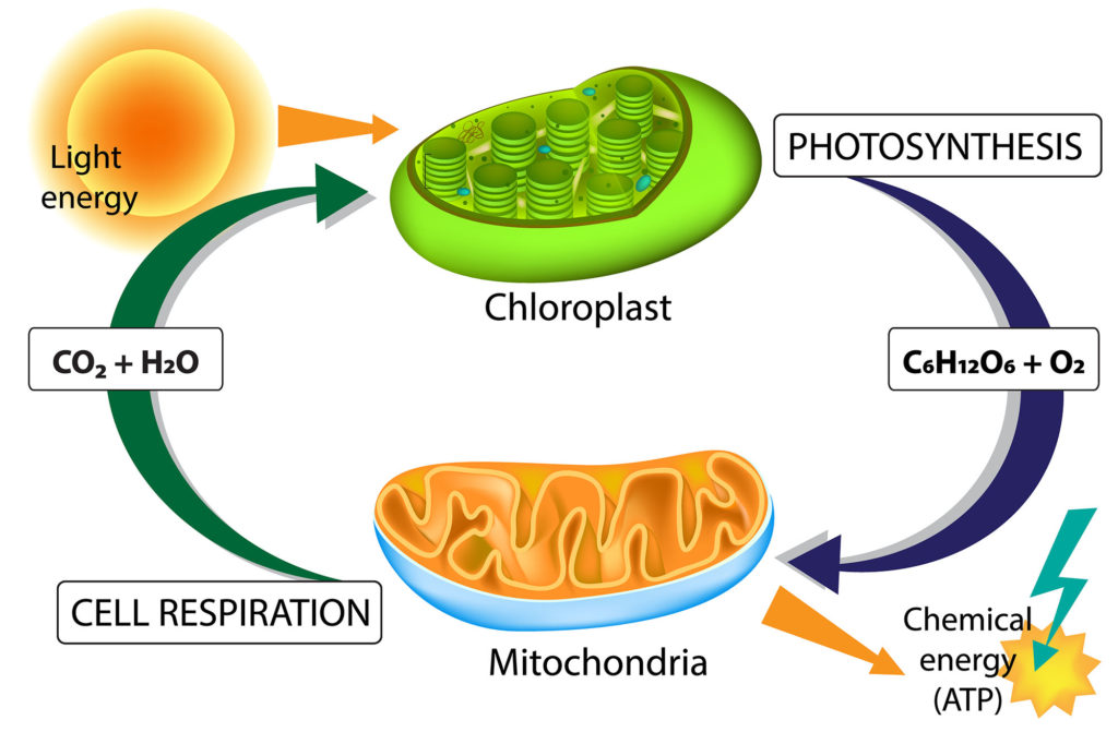 cellular-respiration-definition-and-examples-biology-online-dictionary