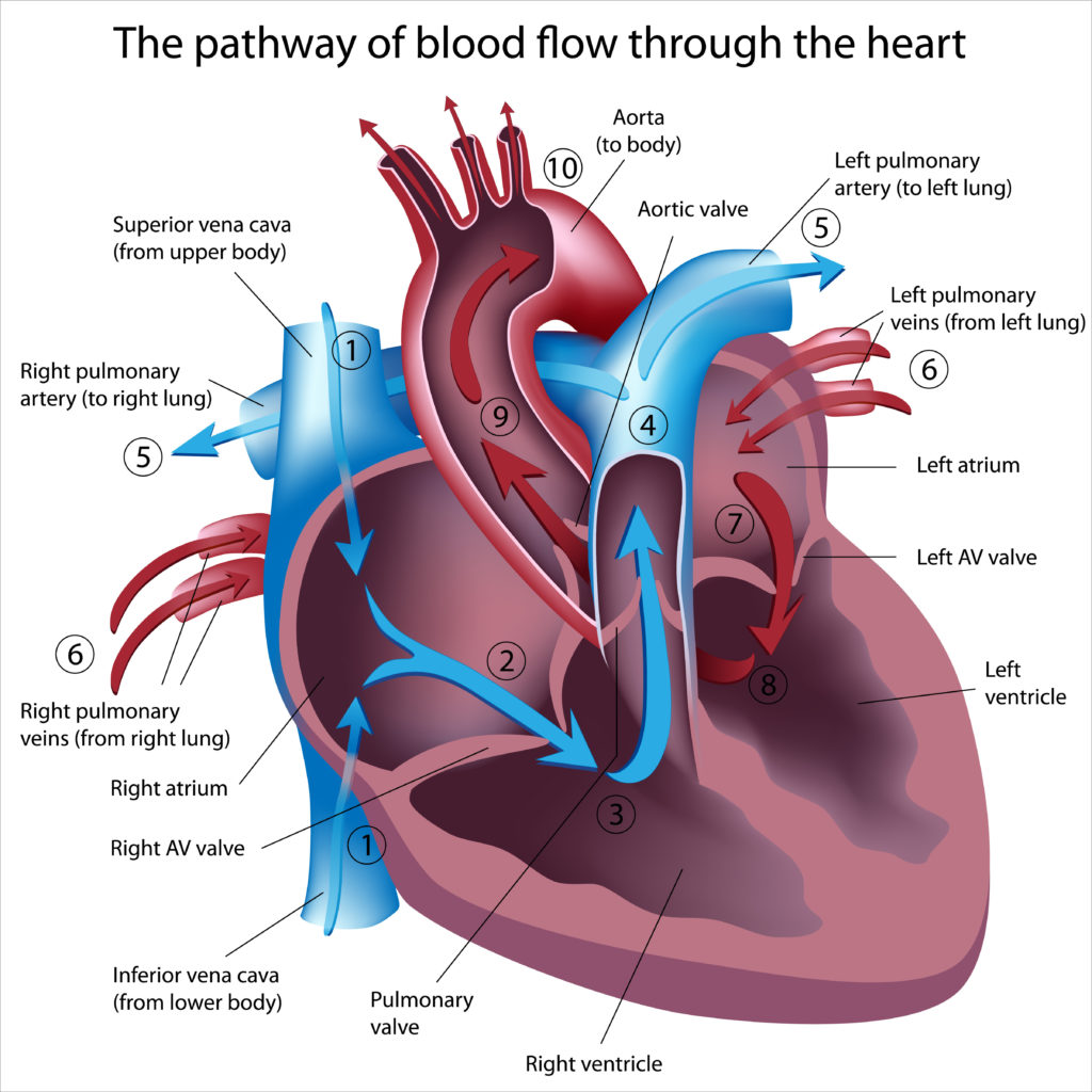 Cardiovascular Nature Journals