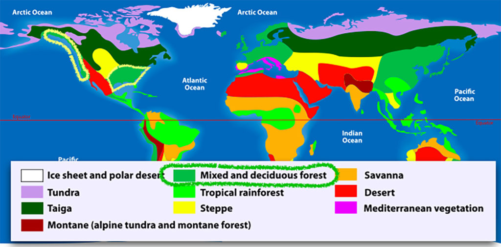 temperate-rainforests-of-north-america-school-for-drew-pinterest