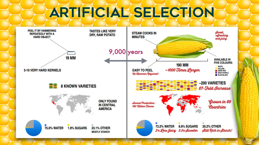 Artificial Selection Nature Journals