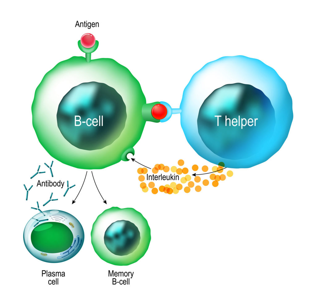 9a3 Cell Mediated – HumanBio