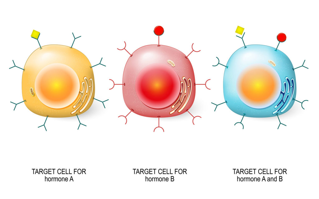 haematology-in-a-nutshell-target-cells-codocytes