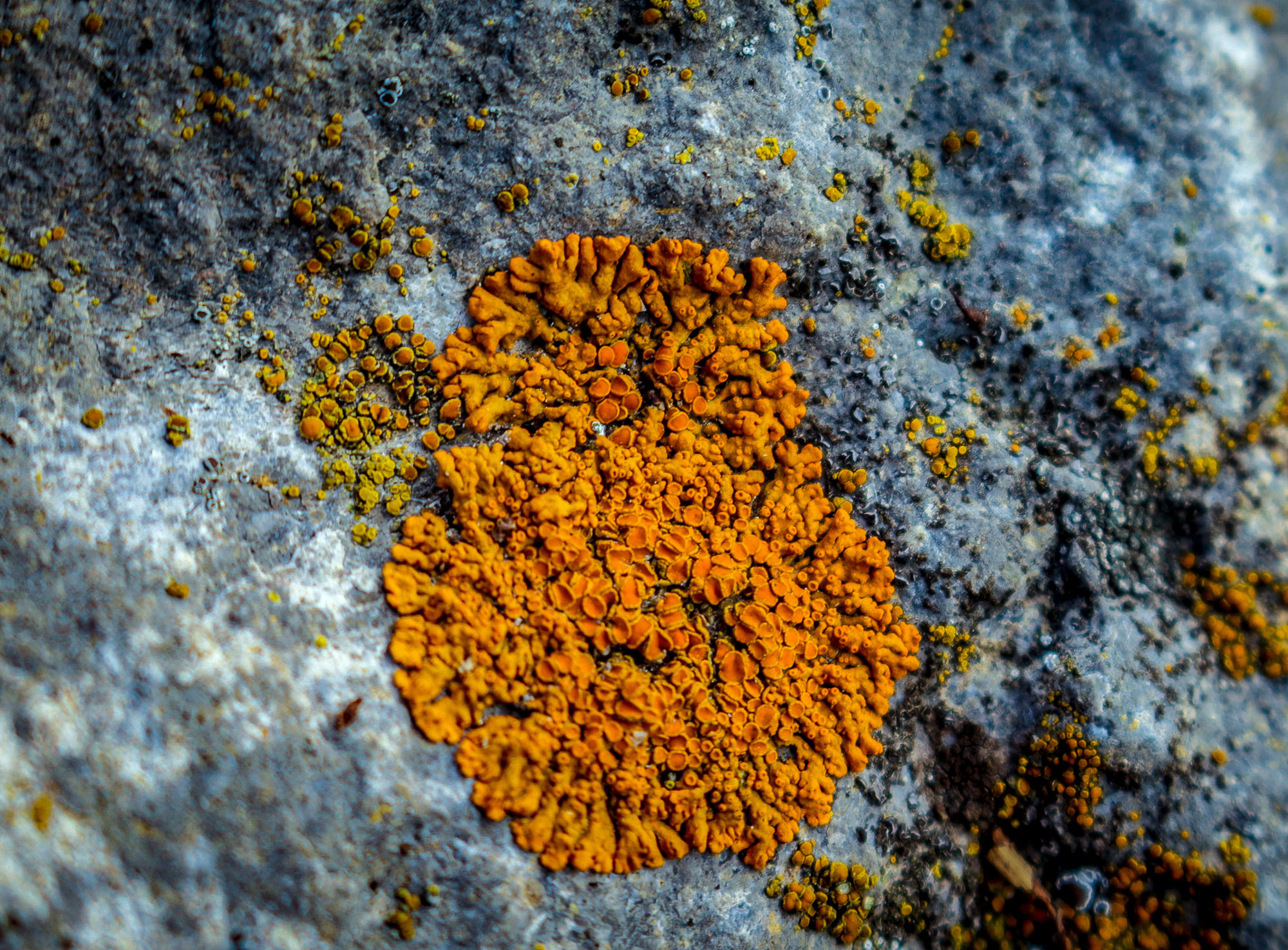 lichens-nature-journals