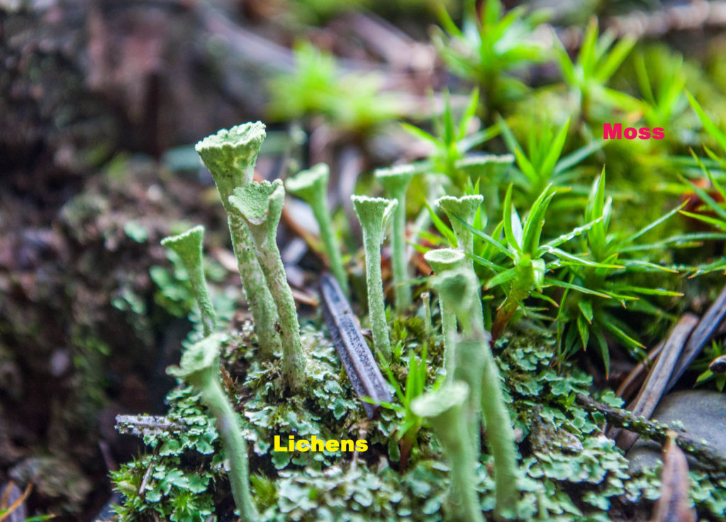 lichens-nature-journals