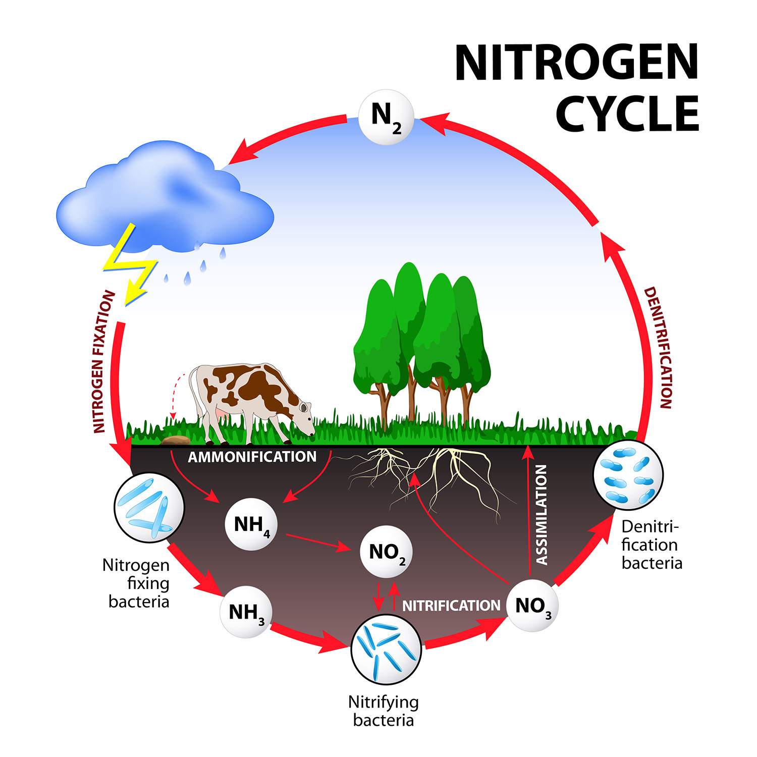 Unveiling The Nitrogen Powerhouse: What Nutrient Is A Treasure Trove Of This Essential Element?