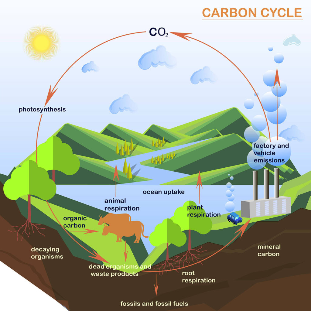 Nutrient Cycles Nature Journals