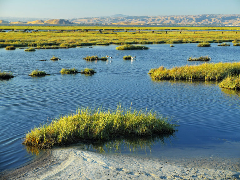 Bays & Estuaries – Nature Journals