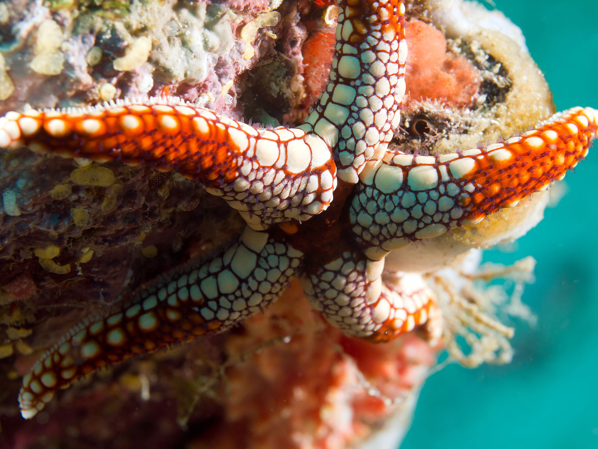 Marine Invertebrates – Nature Journals