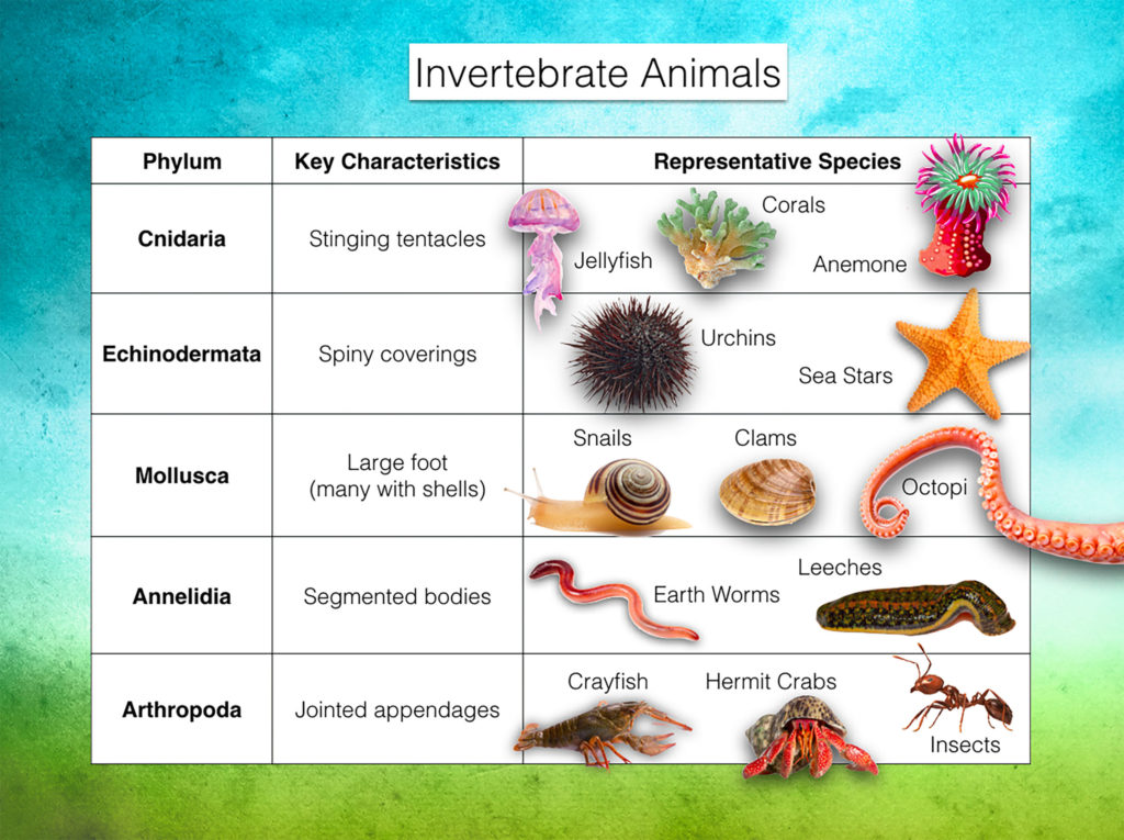 Classification Of Invertebrates Chart With Definitions And, 60% OFF