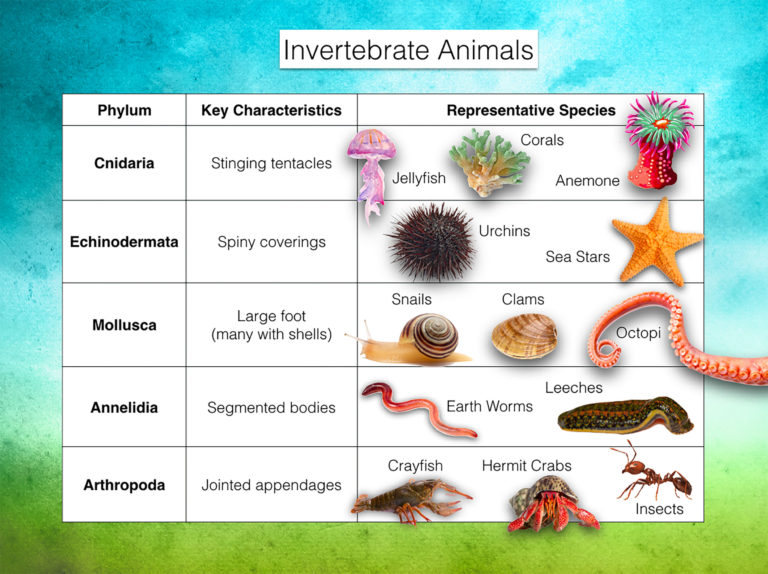 Invertebrates – Nature Journals