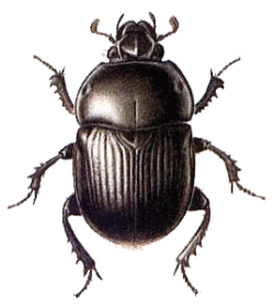 Beetle PNG