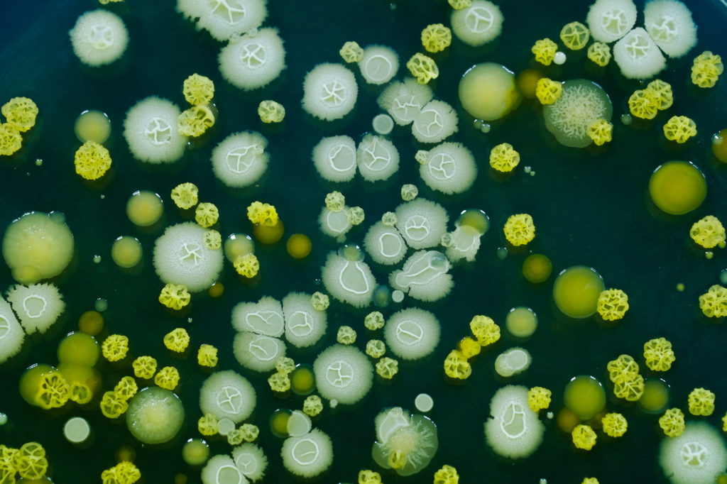 Microscopic single-celled organisms that arose from the bacteria and can be found in extreme environments like salt lakes and hot springs.