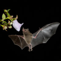 Bats are attracted to large, heavily scented, pale color flowers.