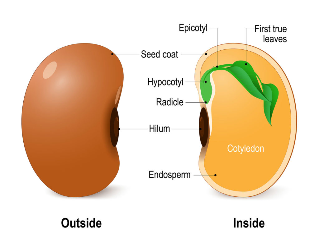 bean seed anatomy 1