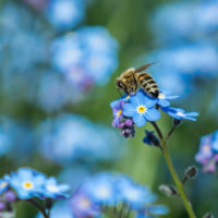 Bees are attracted to relatively large yellow, pink, blue and purple flowers.