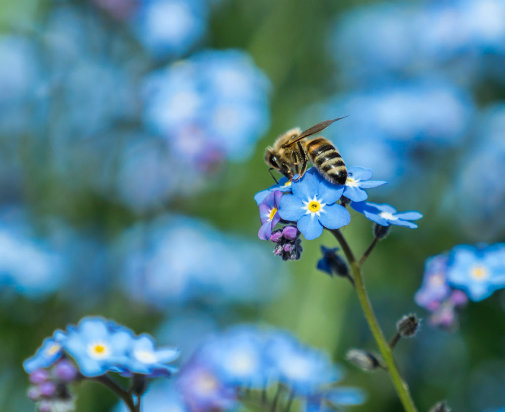 Bees are attracted to relatively large yellow, pink, blue and purple flowers.