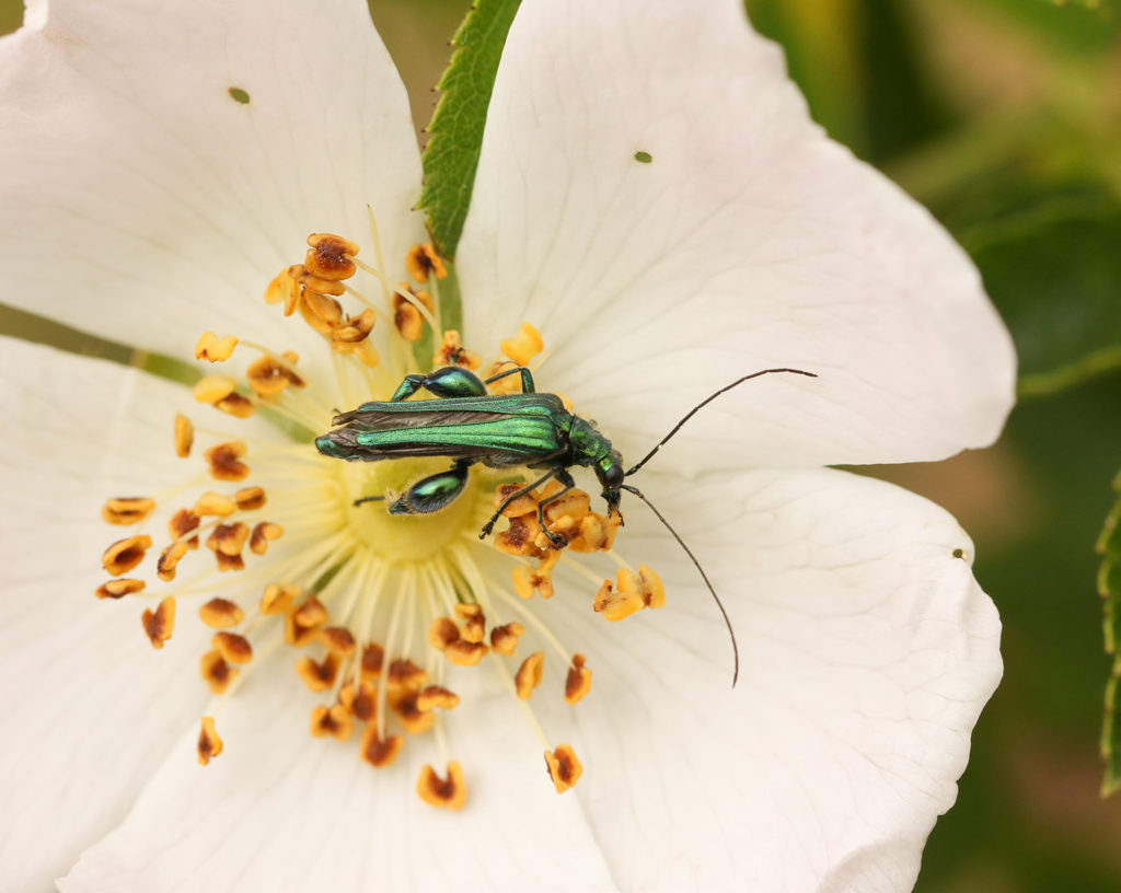 Beetles are attracted to heavily scented bright flowers.