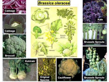 brassica b