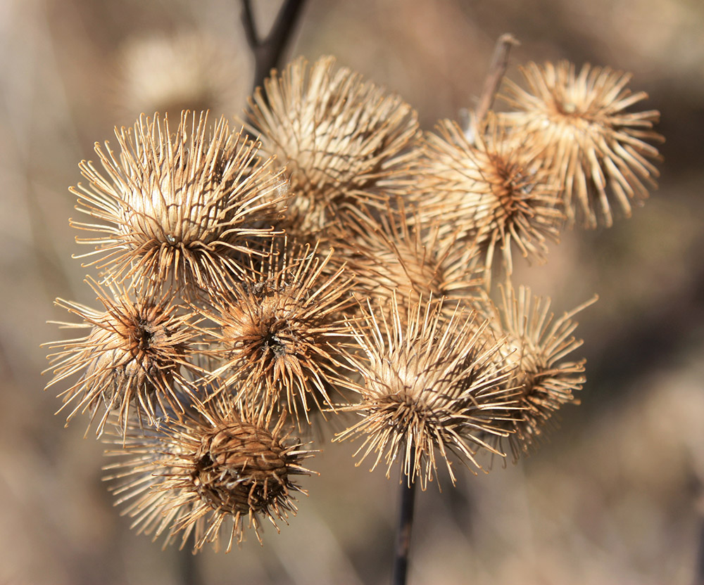 Fruit have structures that can attach to animals skin.  Examples include burdock and thistle.