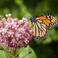 Butterflies need to land on a flower to feed, and are attracted to large bundles (“composites”) of flowers.