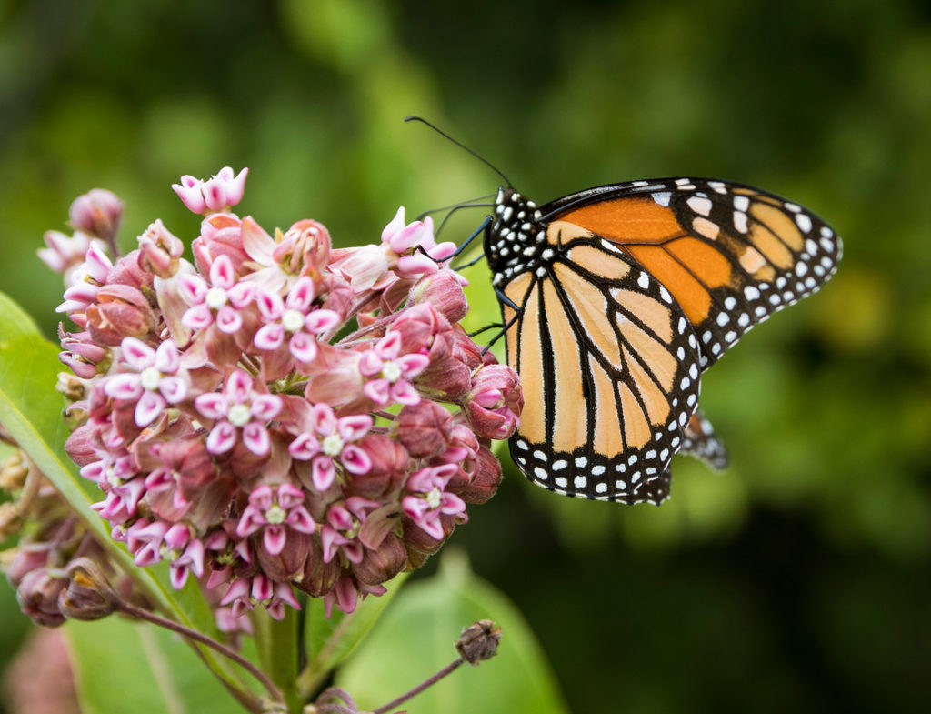 Butterflies need to land on a flower to feed, and are
attracted to large bundles (“composites”) of flowers.