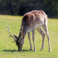 (positive, negative) An herbivore eats a producer. Example: a deer eats grass and a variety of other plants.