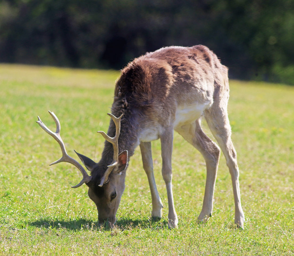 (positive, negative) An herbivore eats a producer.  Example: a deer eats grass and a variety of other plants.