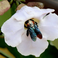 Flies have limited color vision and are attracted to odorous (stinky) bright (white or yellow) flowers.