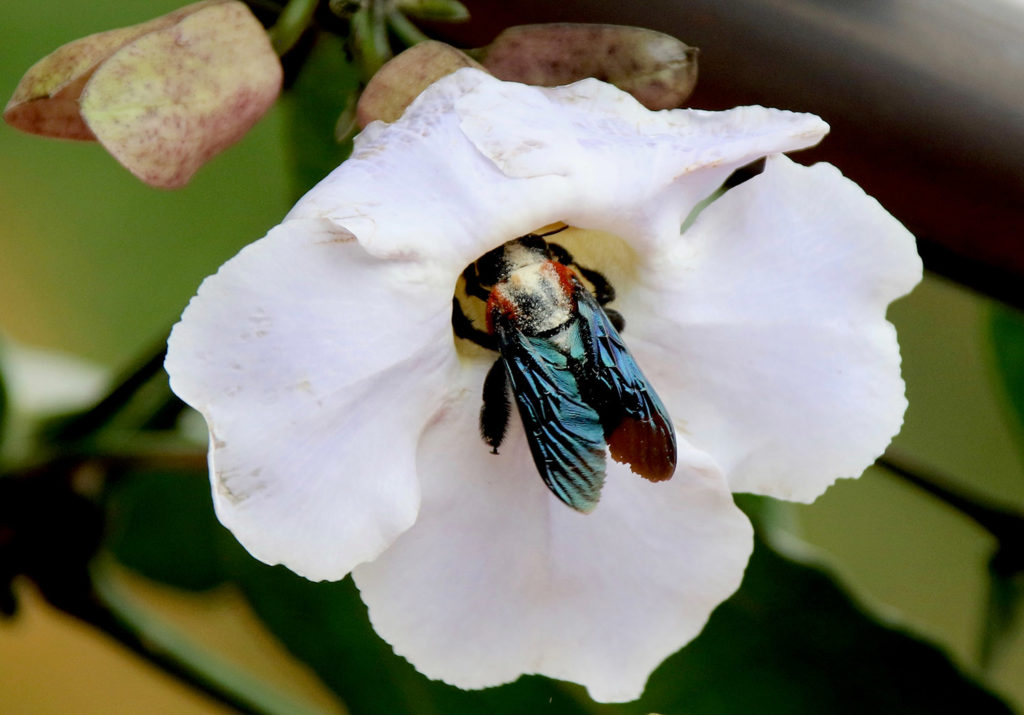 Flies have limited color vision and are attracted to odorous (stinky) bright (white or yellow) flowers.