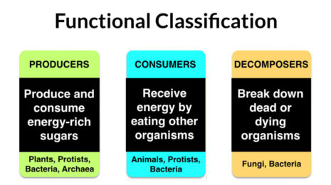 This is the role an organism plays in the ecosystem, including how it relates to other species.