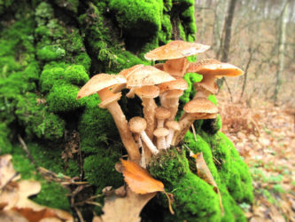 Decomposers that primarily obtain energy and nutrients from the remains of other organisms.  Includes mushroom-producing species and yeast.