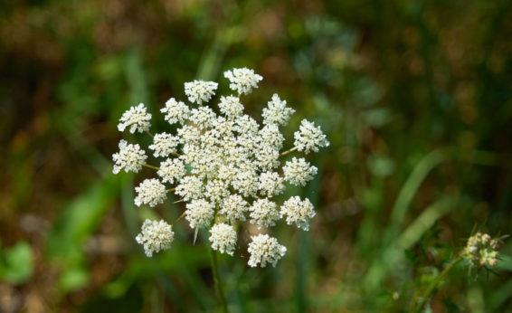 Poison Hemlock