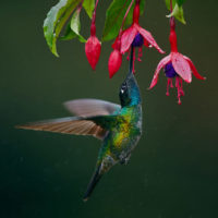 Hummingbirds are attracted to red, tube-shaped hanging flowers with a lot of nectar.