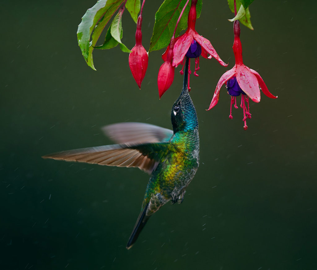Hummingbirds are attracted to red, tube-shaped hanging flowers with a lot of nectar.