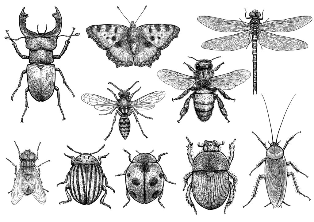 insect draw