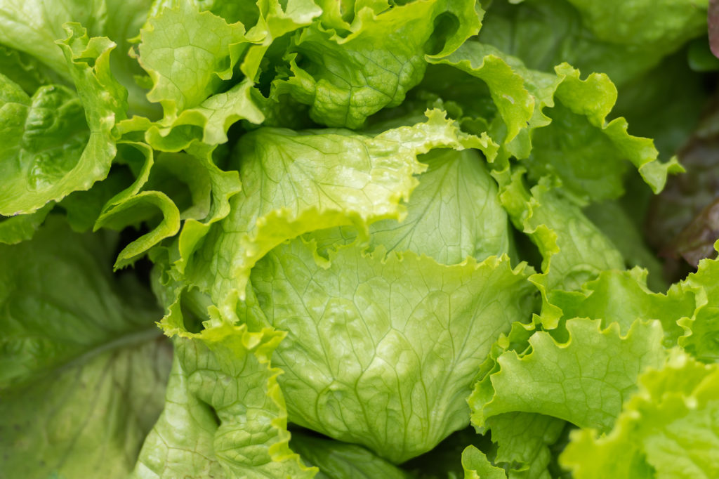 Leaf vegetables include lettuce, Swiss chard, and spinach.