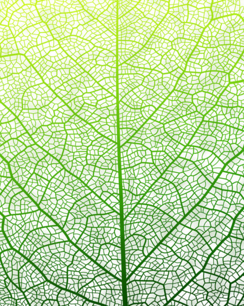 leaf ss