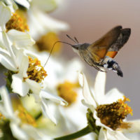 Moths are attracted to heavy fragrances and pale green or white flowers.